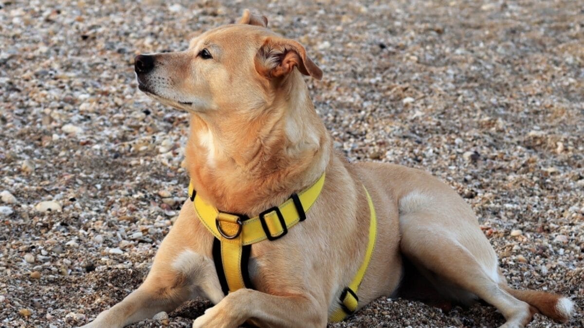 These Dogs are Often Unknown & Underrated: 10 Reasons Why You Should Consider Getting One 7 These Dogs are Often Unknown & Underrated: 10 Reasons Why You Should Consider Getting One - canaan dog territorial ss2412567787