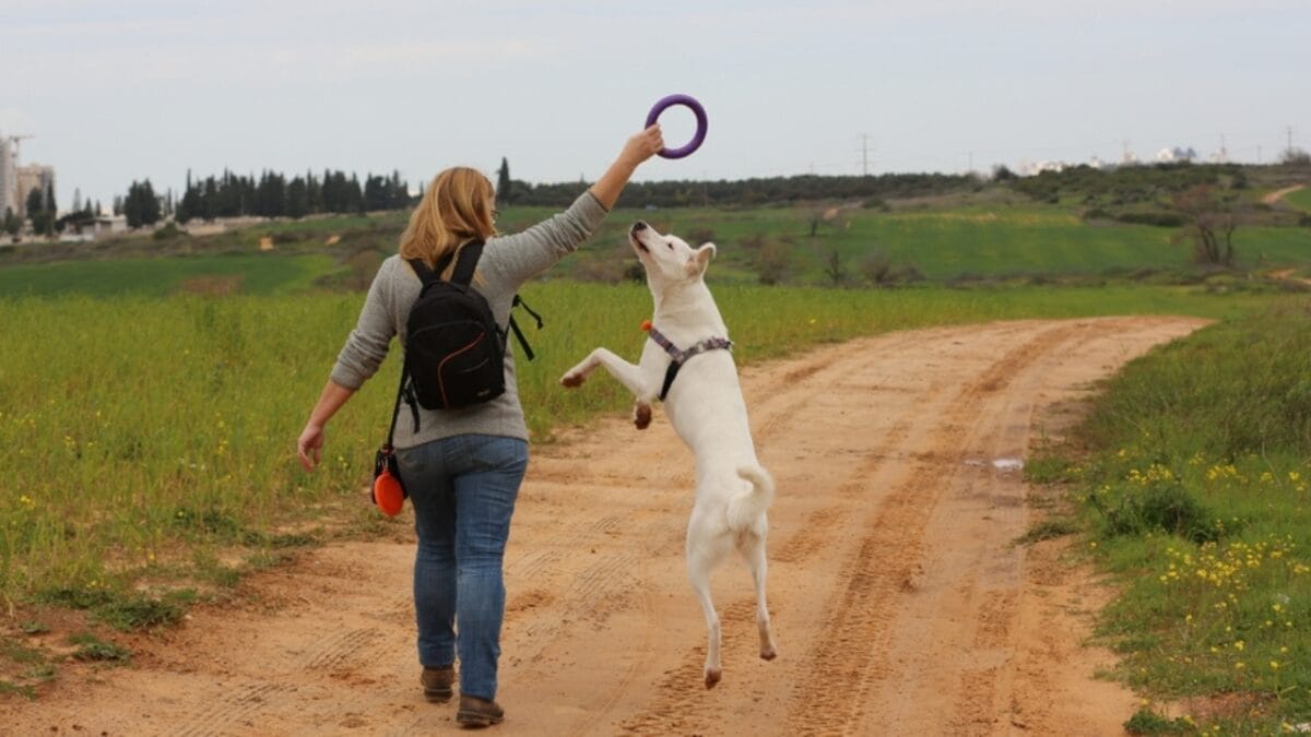 Combat Dog Boredom: 18 Ideas to Stimulate Your Pup's Mind 9 Combat Dog Boredom: 18 Ideas to Stimulate Your Pup's Mind - canaan dog training ss2275959065