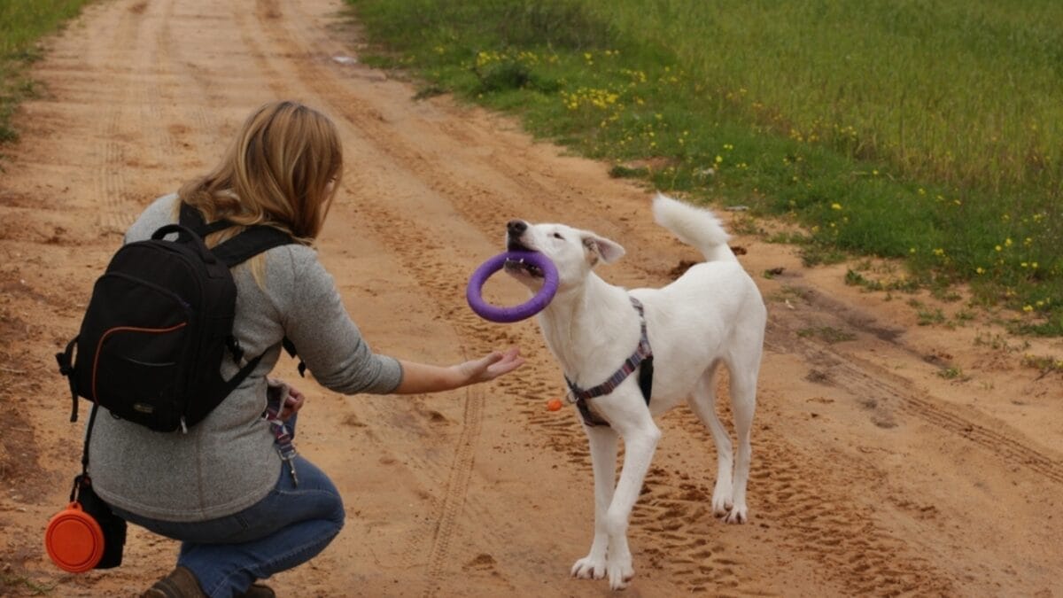 Choosing the Best & Safest Dog Toys for Your Furry Friend 5 Choosing the Best & Safest Dog Toys for Your Furry Friend - canaan dog with owner ss2275959071