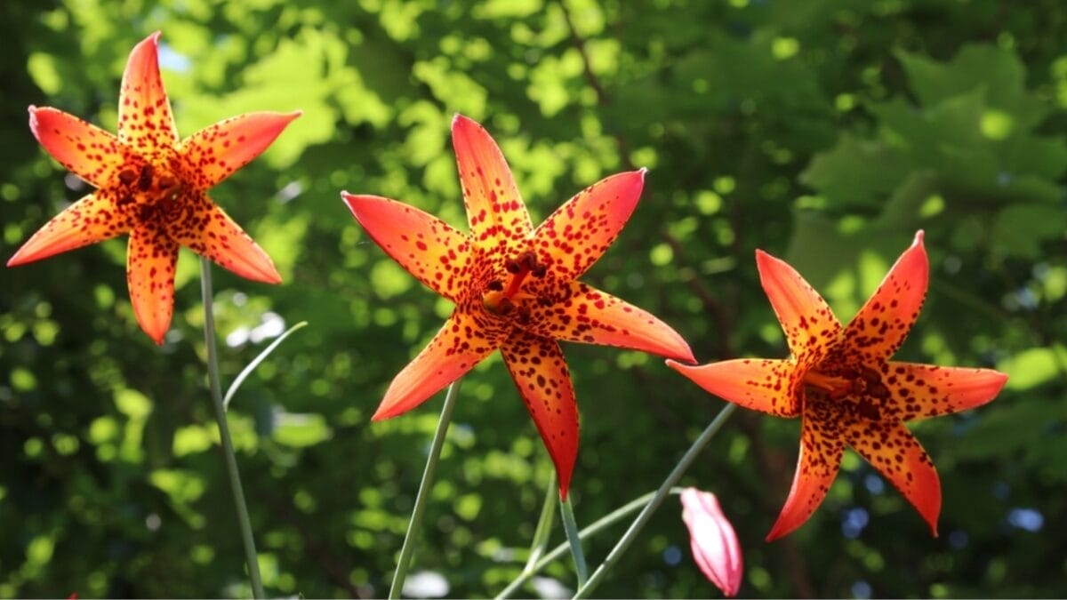 14 Native Plants: Transform Your Garden into a Hummingbird Haven 8 14 Native Plants: Transform Your Garden into a Hummingbird Haven - canada lily ss2397086099