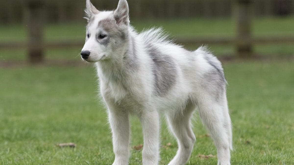 13 Wolf Dog Breeds Known for Their Wild Beauty 11 13 Wolf Dog Breeds Known for Their Wild Beauty - canadian eskimo dog ss1704819241