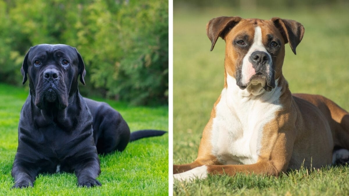 10 Pairs of Dog Breeds That Almost Look Identical 9 10 Pairs of Dog Breeds That Almost Look Identical - cane and boxer ss2291850751 2272988387