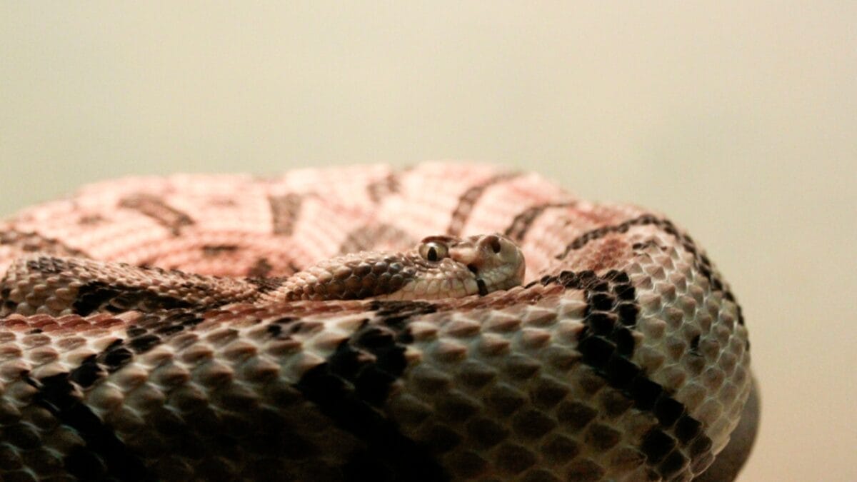 30 Rattlesnake Species from Around the Globe: Majority in U.S. 28 30 Rattlesnake Species from Around the Globe: Majority in U.S. - canebrake rattlesnake dp259592832