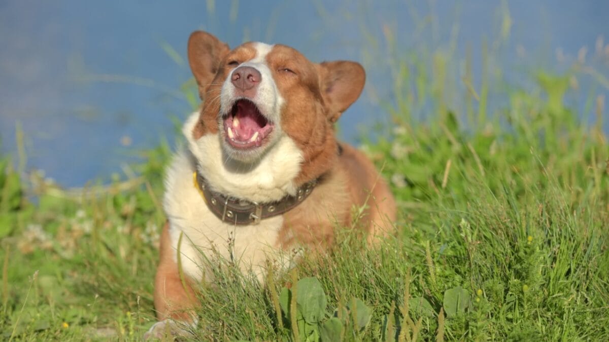 10 Facts About Cardigan Welsh Corgis You Probably Didn't Know 6 10 Facts About Cardigan Welsh Corgis You Probably Didn't Know - cardigan corgi bark ss1137497273