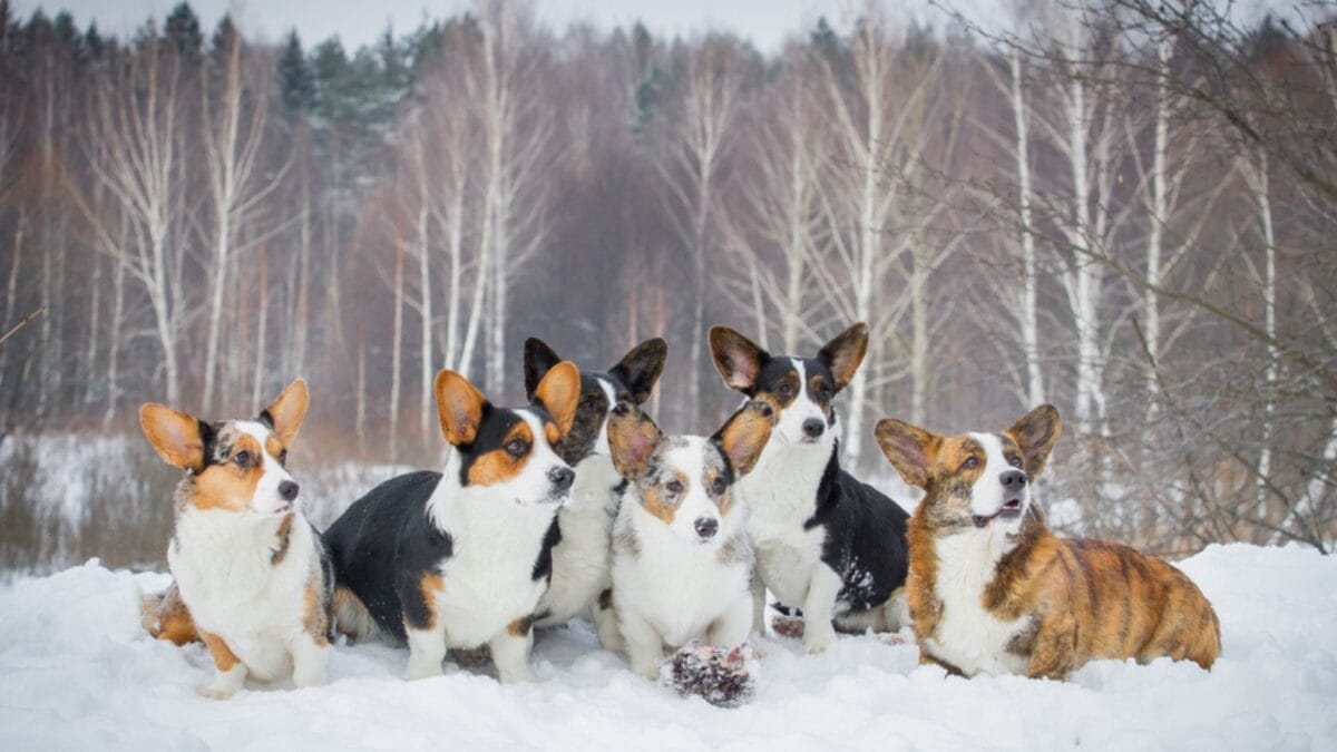 The Royal Price Tag that Comes with Corgis 2 The Royal Price Tag that Comes with Corgis - cardigan corgi color ss571413133