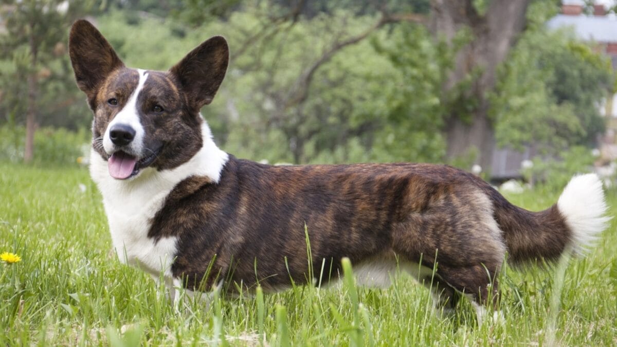 10 Facts About Cardigan Welsh Corgis You Probably Didn't Know 8 10 Facts About Cardigan Welsh Corgis You Probably Didn't Know - cardigan corgi in grass ss142916098