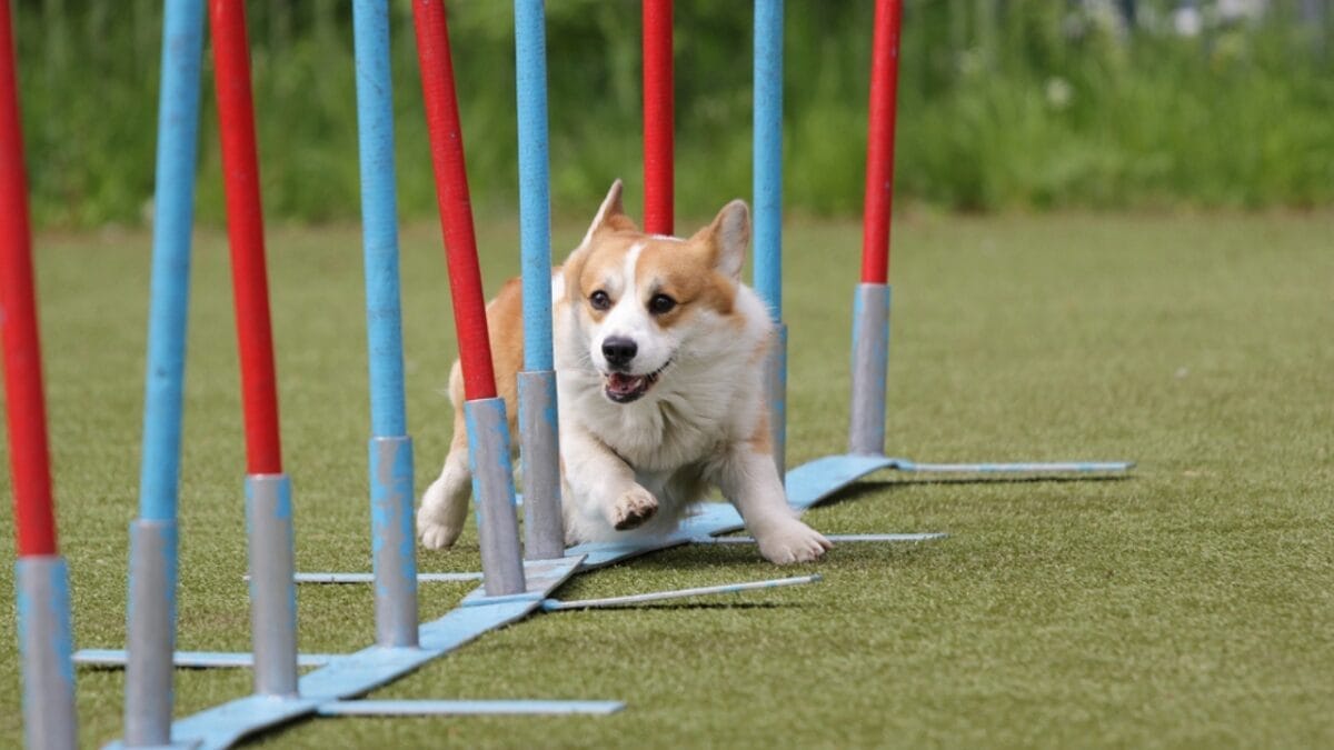 10 Facts About Cardigan Welsh Corgis You Probably Didn't Know 9 10 Facts About Cardigan Welsh Corgis You Probably Didn't Know - cardigan corgi running ss688893748
