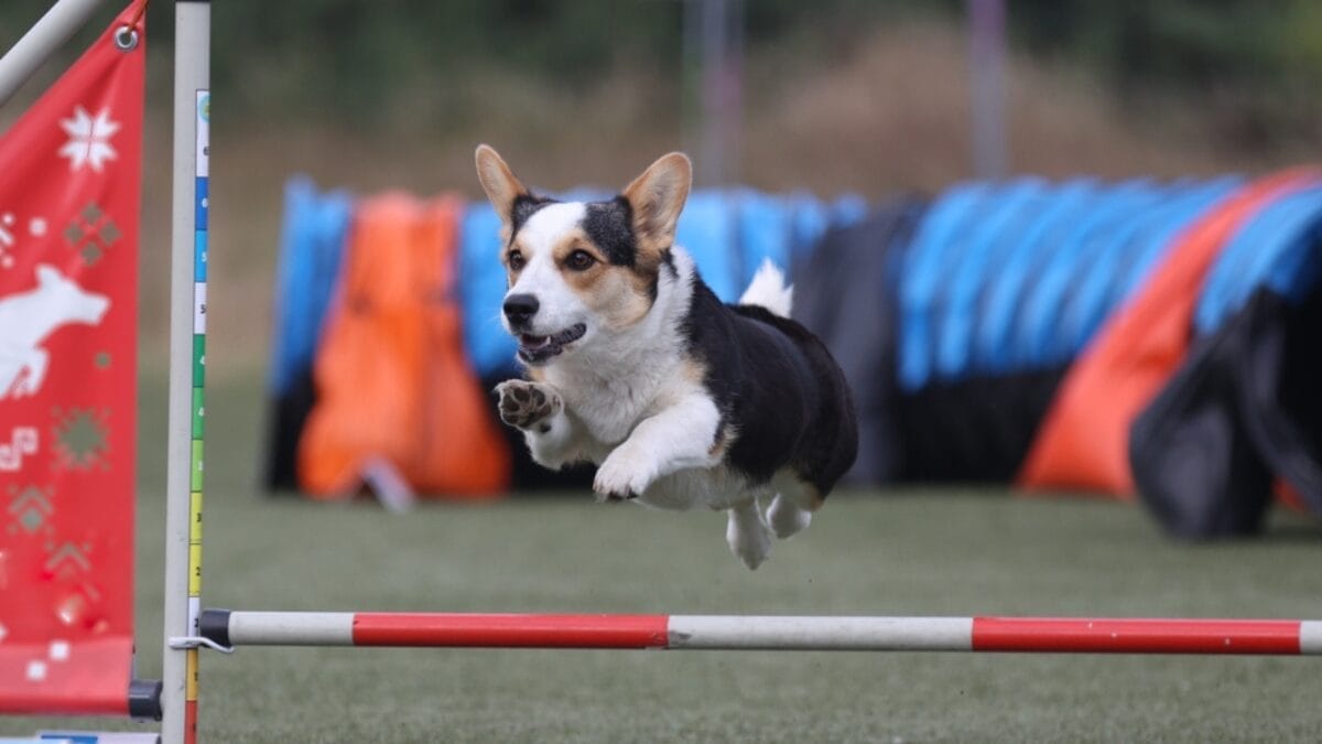 10 Facts About Cardigan Welsh Corgis You Probably Didn't Know 7 10 Facts About Cardigan Welsh Corgis You Probably Didn't Know - cardigan corgi smart ss2200911713