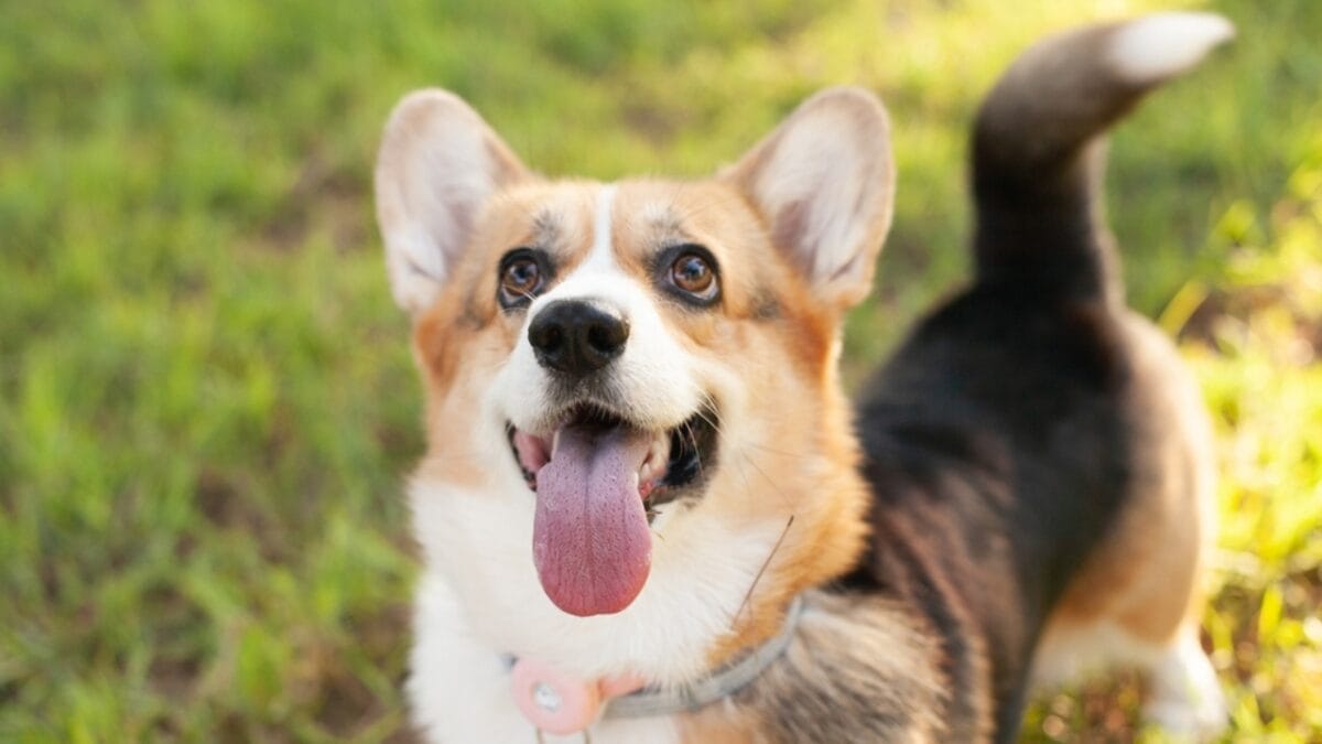 15 Dogs That Form Unbreakable Bonds with Their Humans - cardigan corgi tail ss2201447393