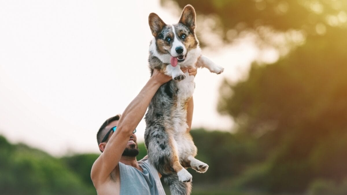 The Royal Price Tag that Comes with Corgis 3 The Royal Price Tag that Comes with Corgis - cardigan corgi with owner ss2213458385