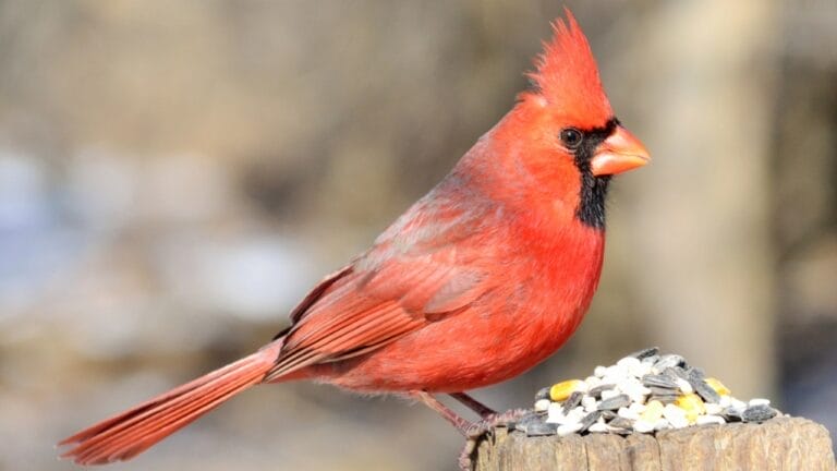 10 Ways to Attract Cardinals to Your Feeders 7 10 Ways to Attract Cardinals to Your Feeders - cardinal bird dp21009445