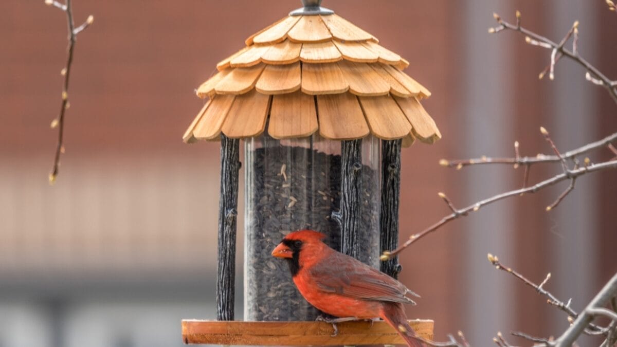 what it means when you see a red cardinal & why everyone believes they're messages from heaven 9 what it means when you see a red cardinal & why everyone believes they're messages from heaven - cardinal bird dp453166708