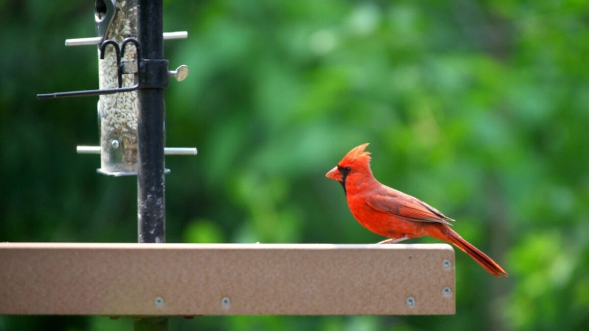 10 Ways to Attract Cardinals to Your Feeders 10 10 Ways to Attract Cardinals to Your Feeders - cardinal bird feeder peaceful dp11365689