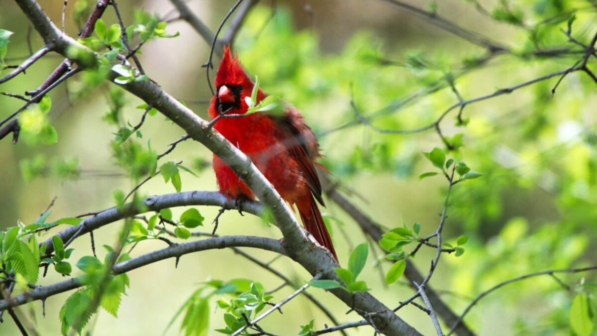 7 Ways Cardinals Use Their Songs to Send Powerful Messages 8 7 Ways Cardinals Use Their Songs to Send Powerful Messages - cardinal bird in tree dp719870612