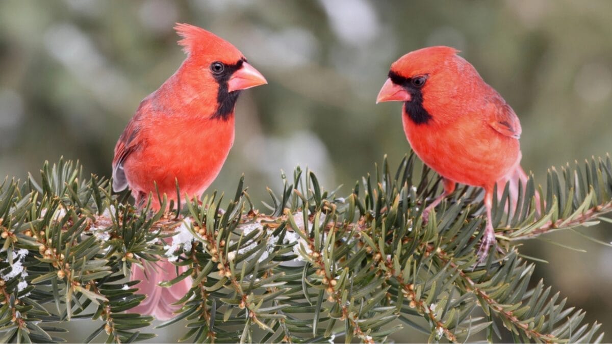 7 Reasons Cardinals Are Icons of Christmas Cheer 5 7 Reasons Cardinals Are Icons of Christmas Cheer - cardinal bird in tree dp7916166