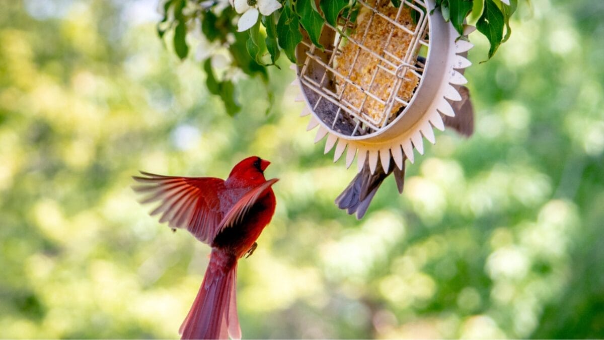 10 Ways to Attract Cardinals to Your Feeders 11 10 Ways to Attract Cardinals to Your Feeders - cardinal bird nest dp675231756