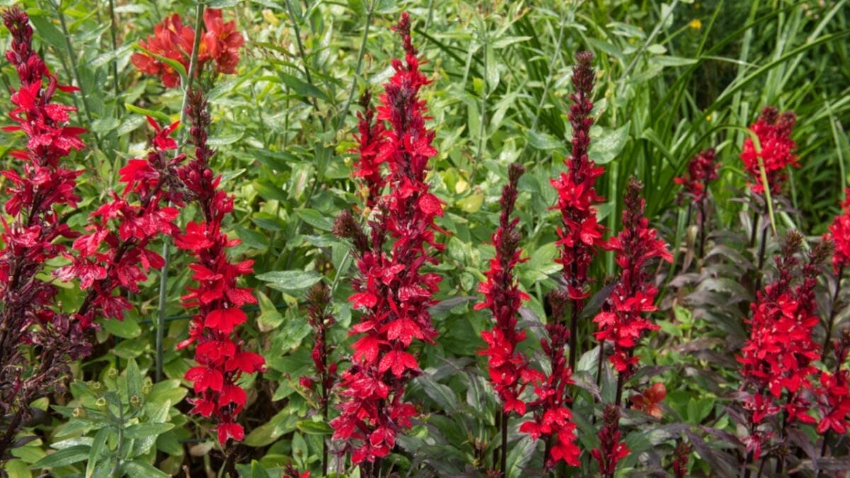 15 Gorgeous Poolside Plants That Repel Wasps and Bees - cardinal flower ss1251997300