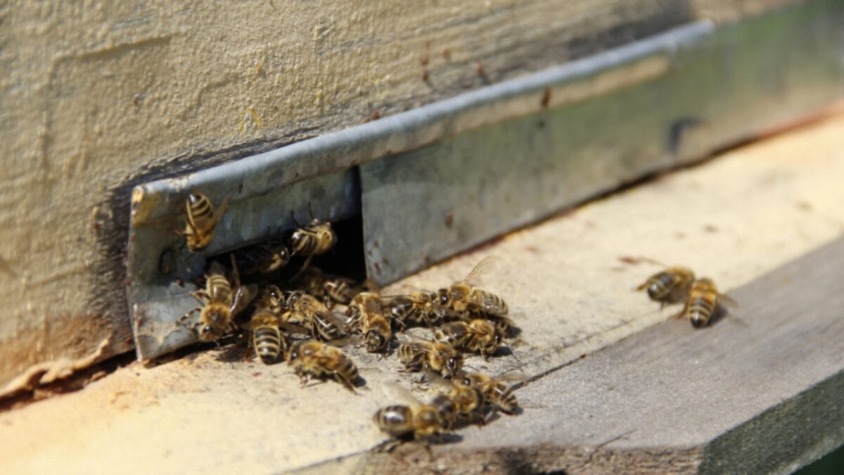 7 Effective Ways to Get Rid of Carpenter Bees - carpenter bees dp241408370