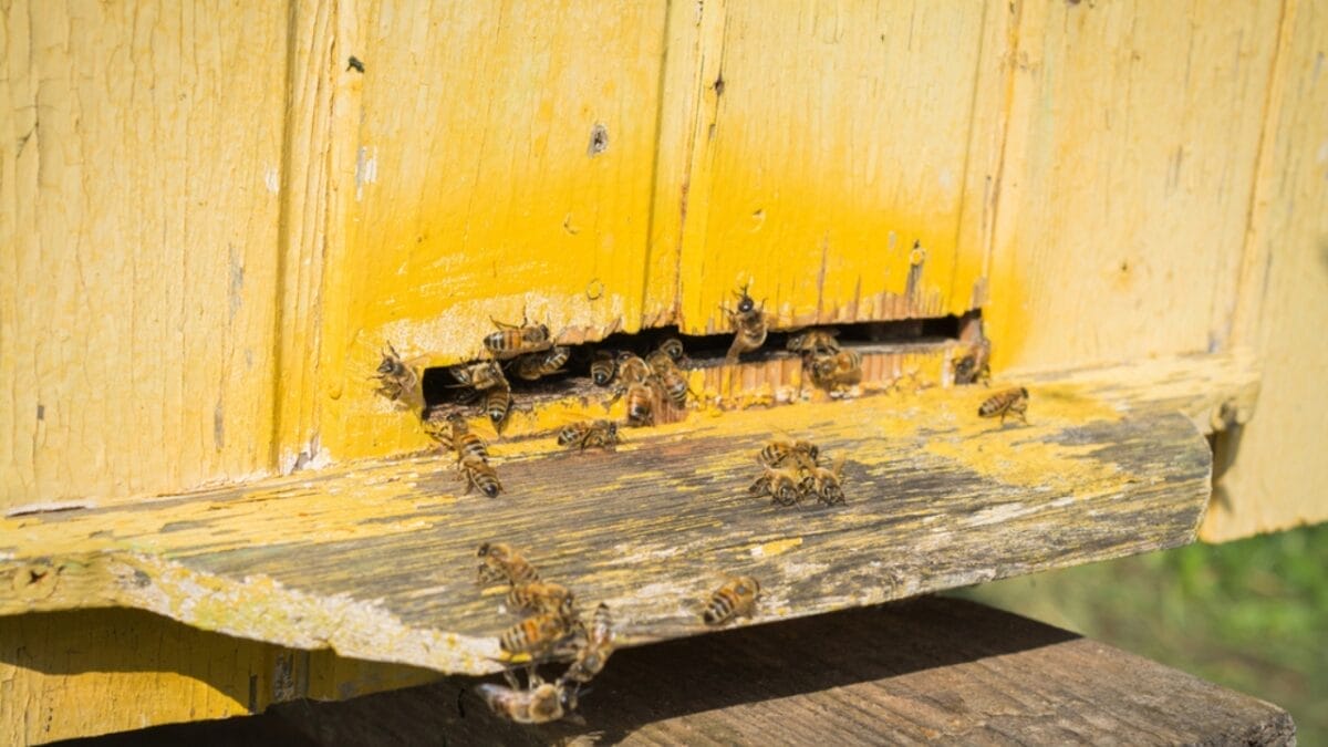 7 Effective Ways to Get Rid of Carpenter Bees 4 7 Effective Ways to Get Rid of Carpenter Bees - carpenter bees trap dp297334654