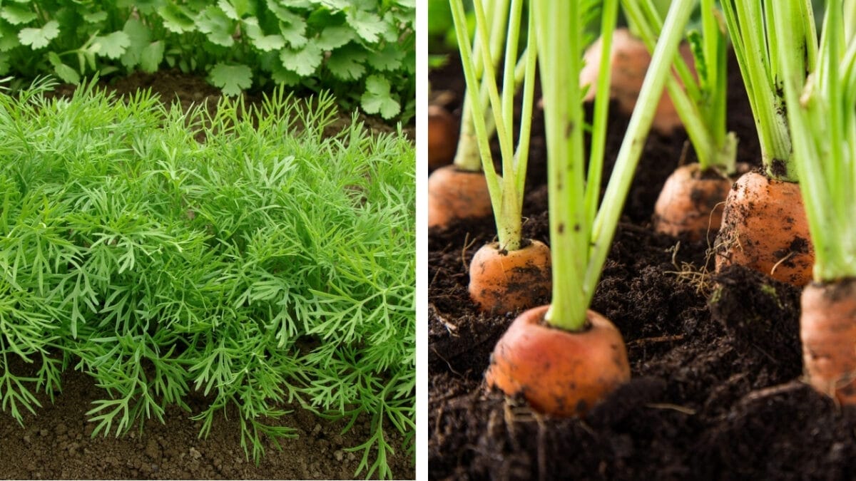 11 Plants You Should Never Grow Together - carrots and dill dp54742513 5663512 1