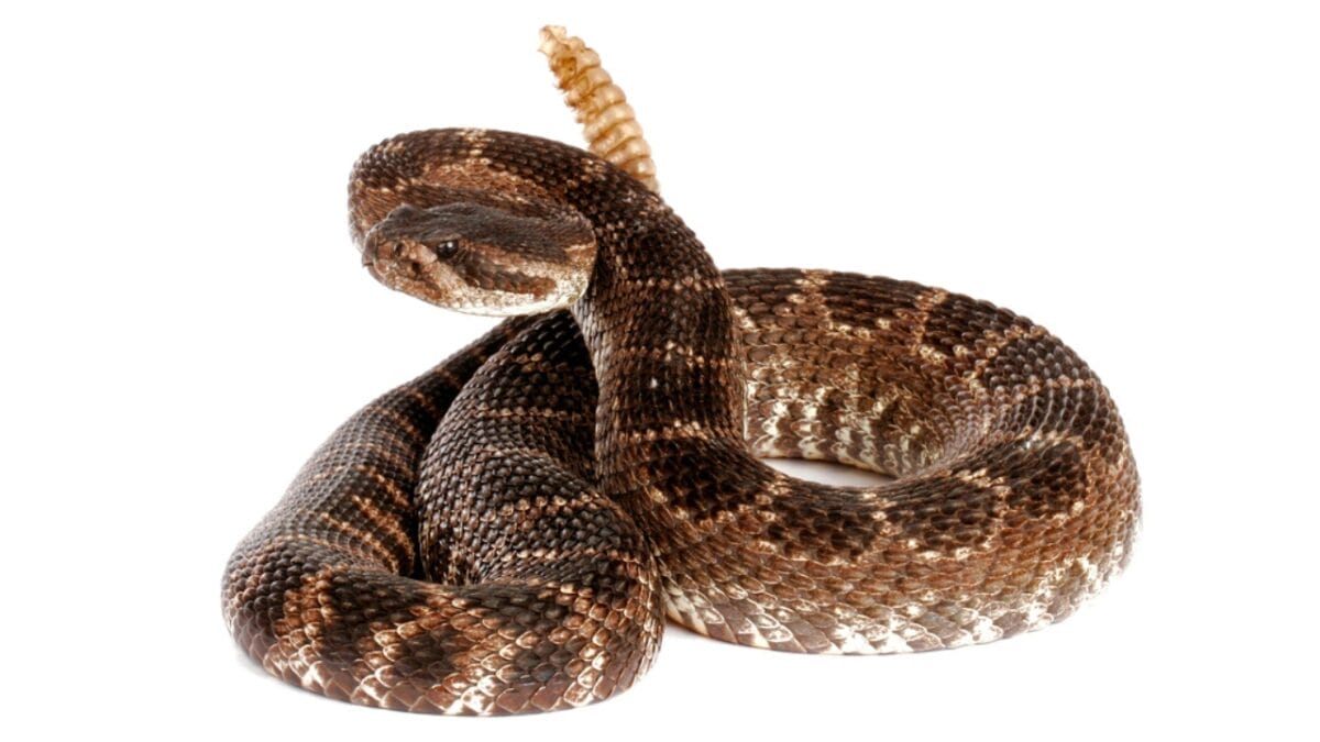 30 Rattlesnake Species from Around the Globe: Majority in U.S. 25 30 Rattlesnake Species from Around the Globe: Majority in U.S. - cascabel rattlesnake dp65345151