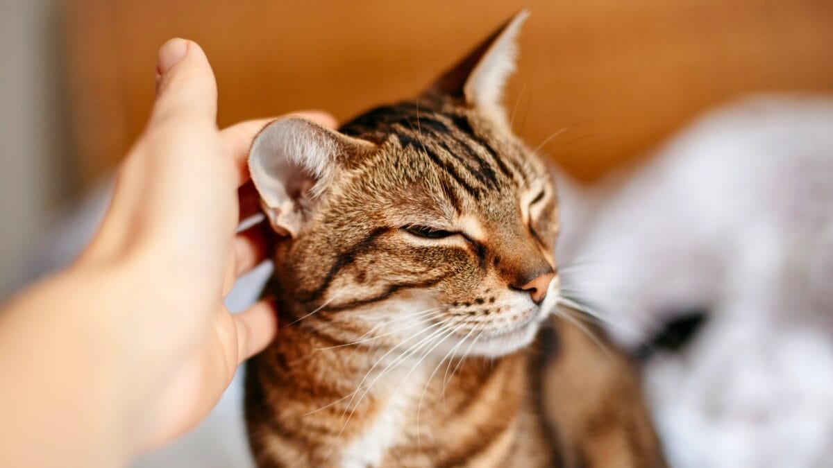 10 Purr-fect Ways to Pet a Cat So They Love You 3 10 Purr-fect Ways to Pet a Cat So They Love You - cat being stroked by man on ears ss1689074413