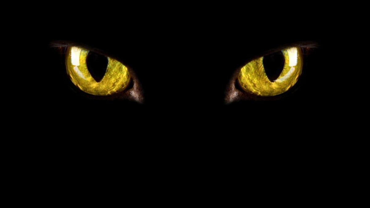 15 Cat Myths & Misconceptions Debunked 8 15 Cat Myths & Misconceptions Debunked - cat eyes ss16707847