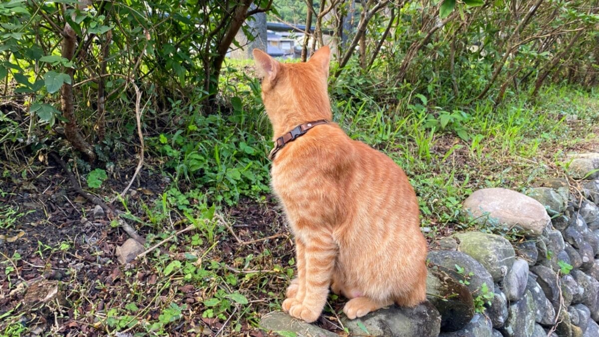 10 Signs Your Cat Might Be Holding a Grudge Against You 4 10 Signs Your Cat Might Be Holding a Grudge Against You - cat avoiding eye contact ss1888836199