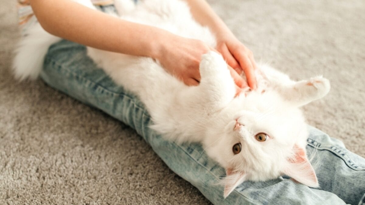 9 Telltale Signs Your Cat Has Your Back 11 9 Telltale Signs Your Cat Has Your Back - cat belly rub two hands ss2306179593