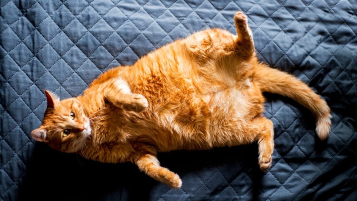 13 Cat Sleeping Positions & What They Mean 4 13 Cat Sleeping Positions & What They Mean - cat belly up ss2327717785