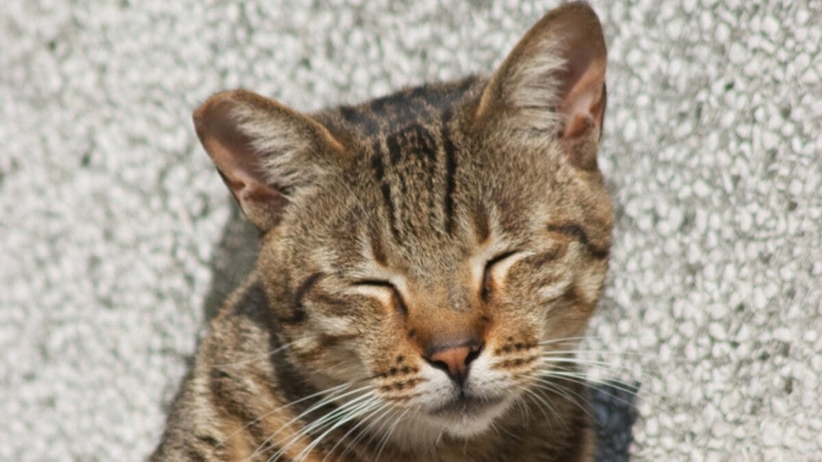 The Magic of Slow Blinking to Win a Cat's Trust - cat blinking dp398355184