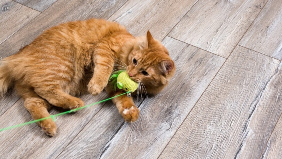 10 Purr-fect Signals of Feline Trust & Affection 8 10 Purr-fect Signals of Feline Trust & Affection - cat boredom ss385234342