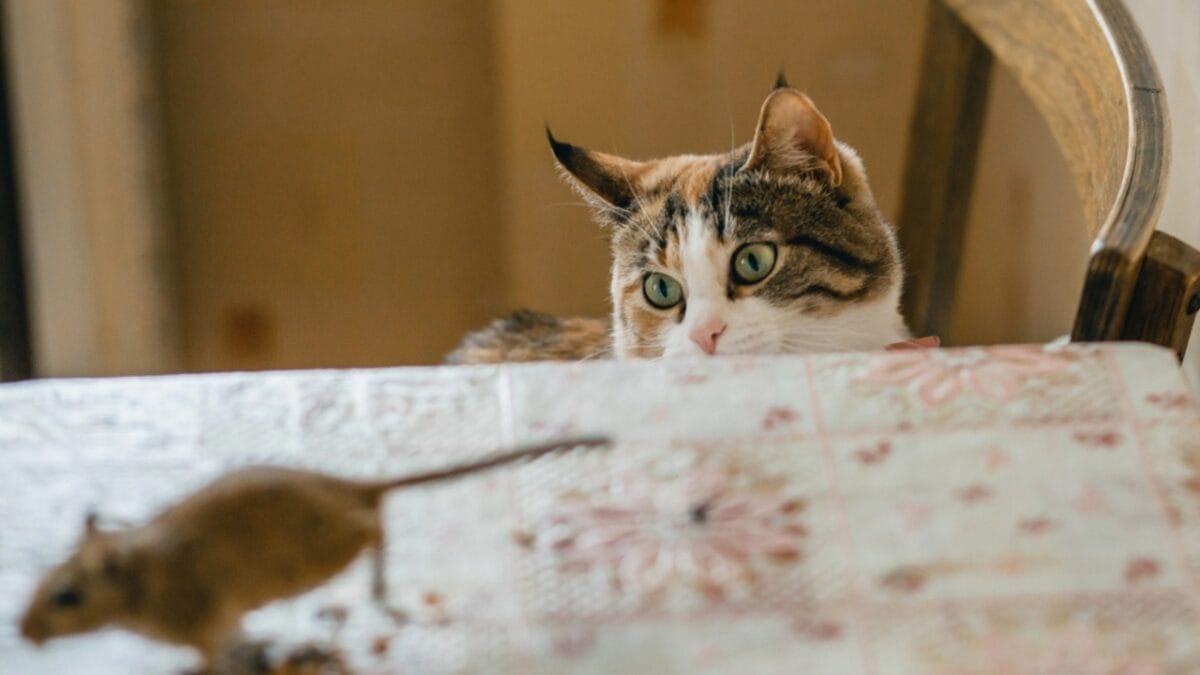 Cats Aren’t Just Cute—Here Are 20 Life-Changing Benefits - cat catching mouse ss388832812