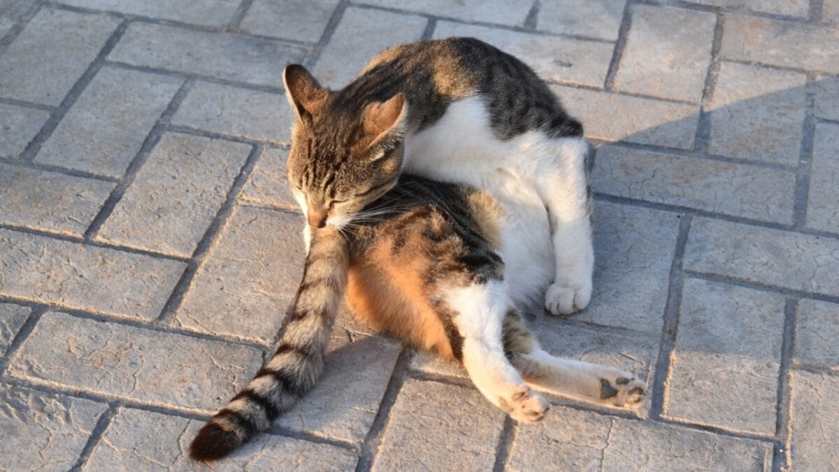 Why Cats Race Around the House After Using the Litter Box 6 Why Cats Race Around the House After Using the Litter Box - cat cleaning ss2449131797