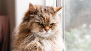 10 Signs Your Cat Might Be Holding a Grudge Against You 1 10 Signs Your Cat Might Be Holding a Grudge Against You - cat close up ss1435932989