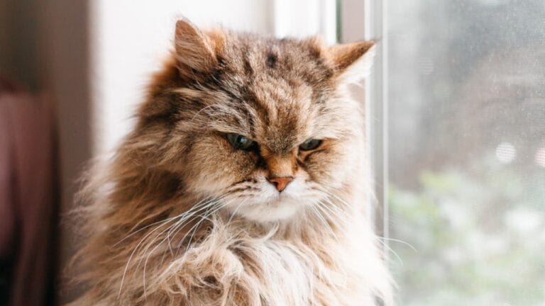 10 Signs Your Cat Might Be Holding a Grudge Against You 7 10 Signs Your Cat Might Be Holding a Grudge Against You - cat close up ss1435932989