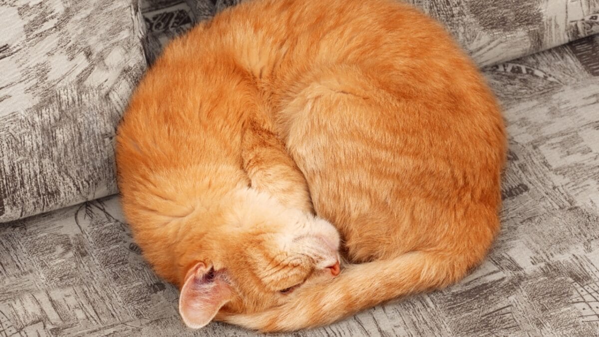 13 Cat Sleeping Positions & What They Mean 2 13 Cat Sleeping Positions & What They Mean - cat curled up ss1550547707