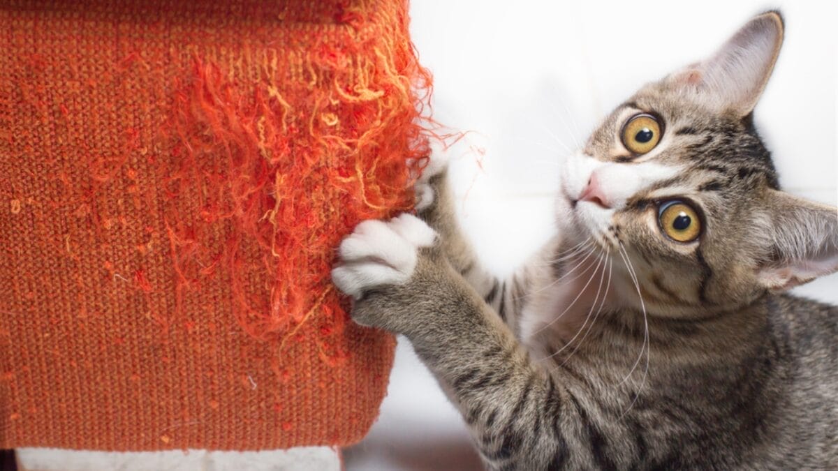 10 Purr-fect Ways to Spoil Your Cat 11 10 Purr-fect Ways to Spoil Your Cat - cat destructive behavior ss527806570