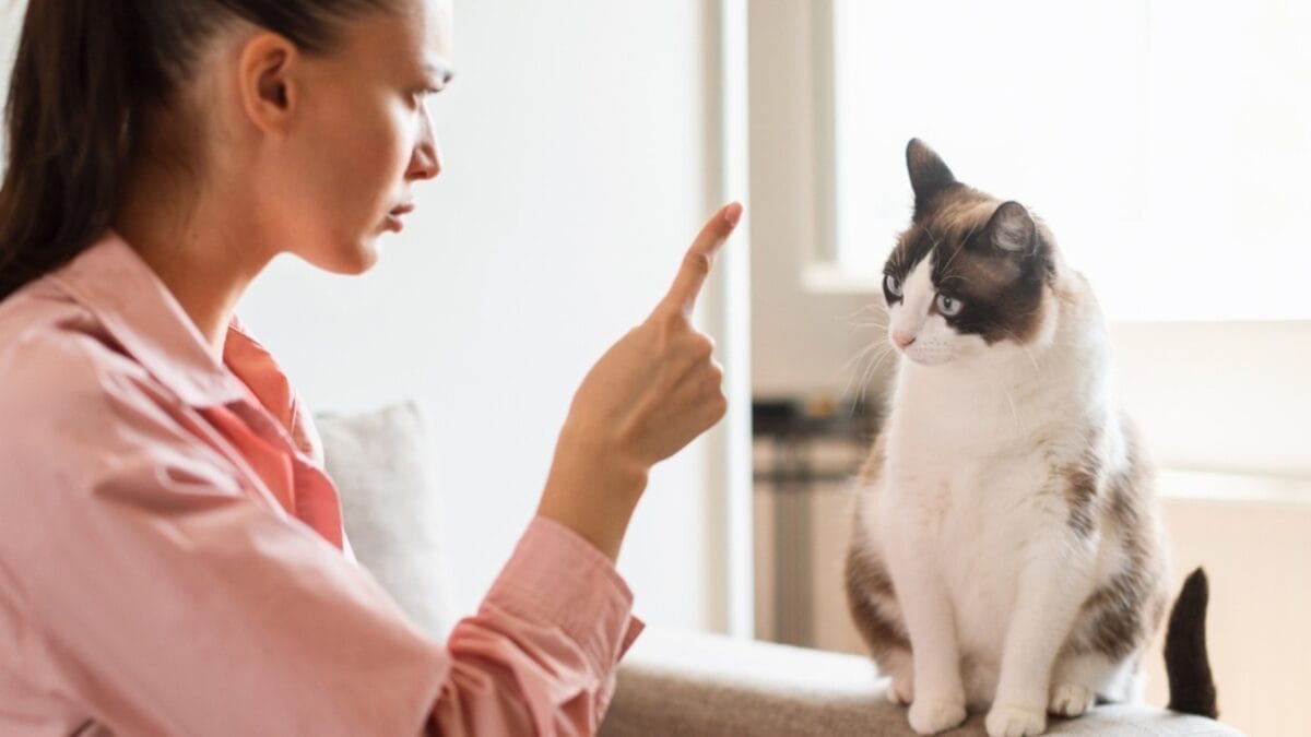 Do Cats Listen to Us? 6 Little-Known Facts on How They Hear & Listen 5 Do Cats Listen to Us? 6 Little-Known Facts on How They Hear & Listen - cat discipline ss2330015171