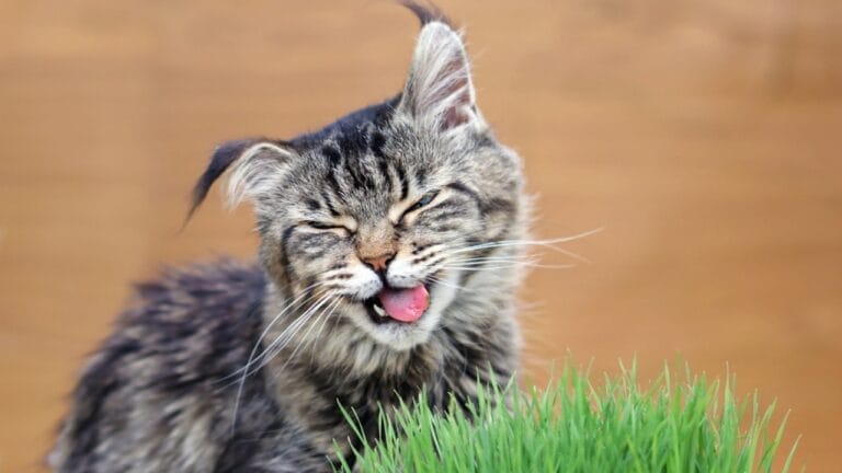 11 Smells That Cats Absolutely Hate 6 11 Smells That Cats Absolutely Hate - cat disgusted ss1709178790