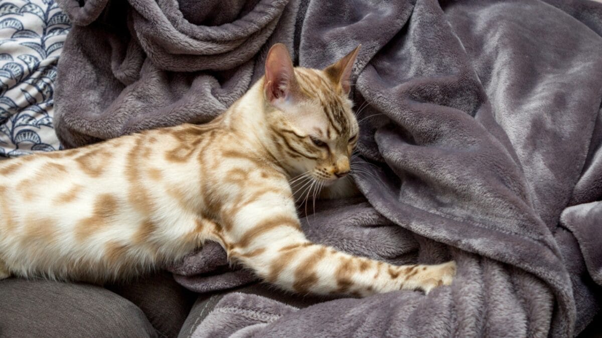 Why Cats Race Around the House After Using the Litter Box 11 Why Cats Race Around the House After Using the Litter Box - cat distressing ss1925471693 1