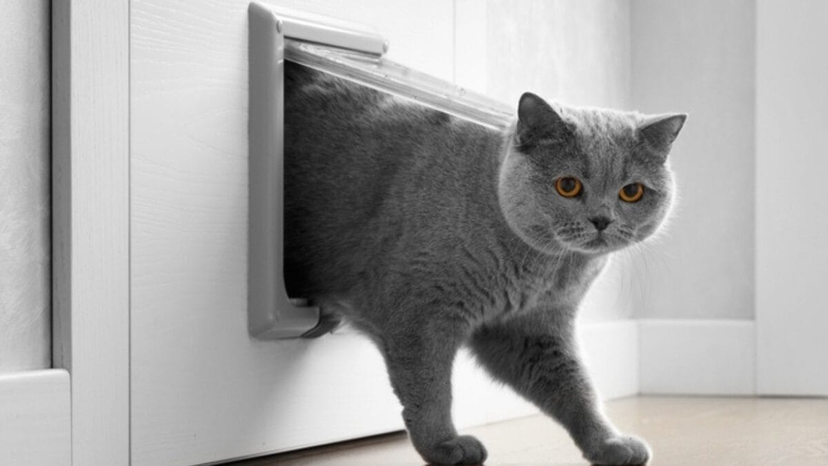 The Cat's Out of the Bag: 12 Little-Known Feline Facts 8 The Cat's Out of the Bag: 12 Little-Known Feline Facts - cat door ss2271298457