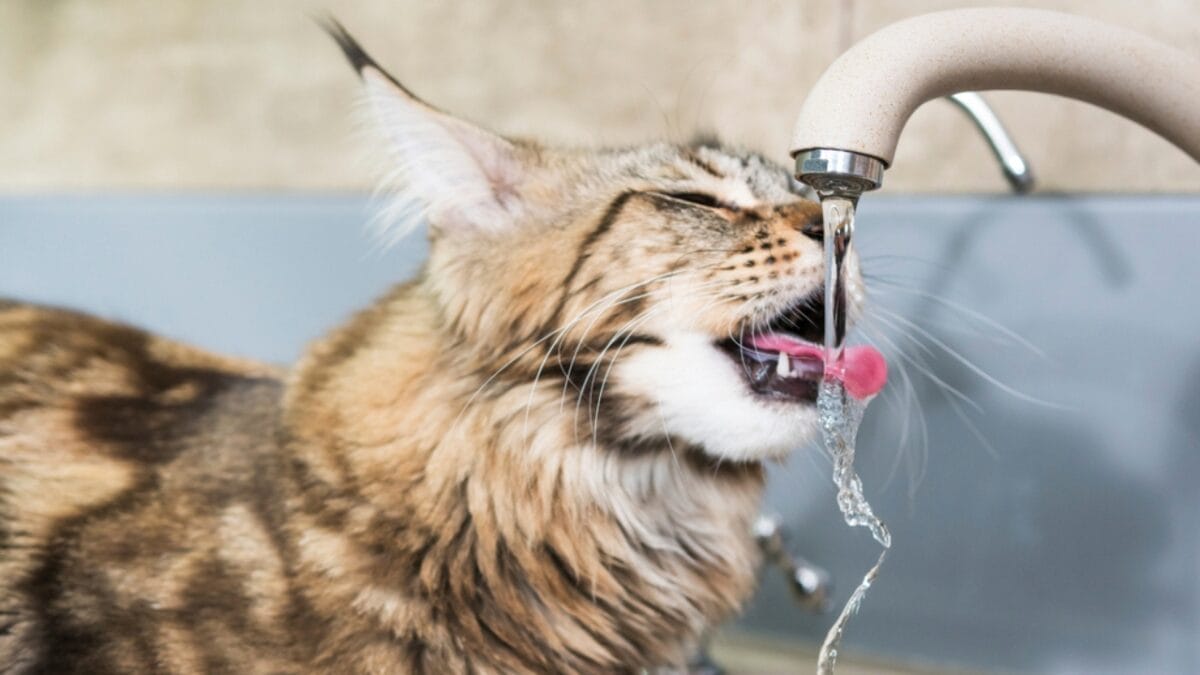 18 Ways to Help Your Senior Cat Thrive in Their Golden Years 5 18 Ways to Help Your Senior Cat Thrive in Their Golden Years - cat drinking water ss1168088053