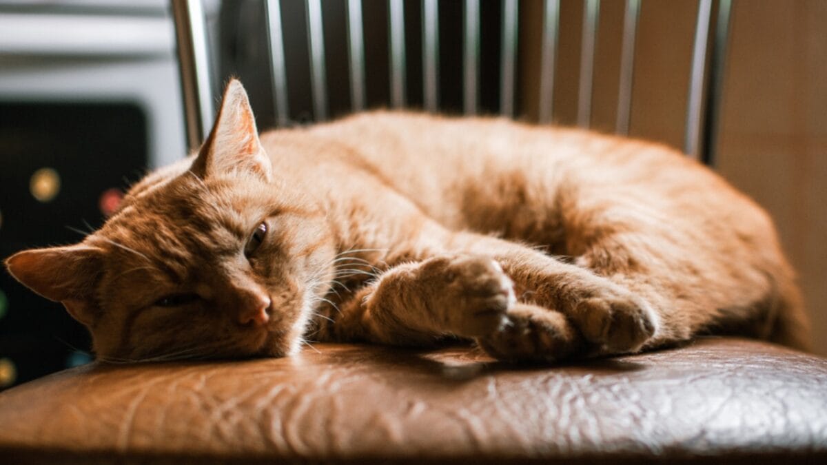 13 Cat Sleeping Positions & What They Mean 11 13 Cat Sleeping Positions & What They Mean - cat eyes half open ss1550621882