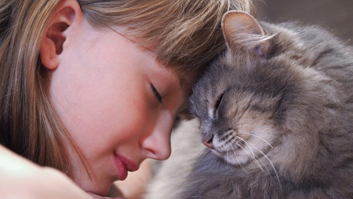 ESA Cats are the Purrfect Companions 5 ESA Cats are the Purrfect Companions - cat forehead ss337912670