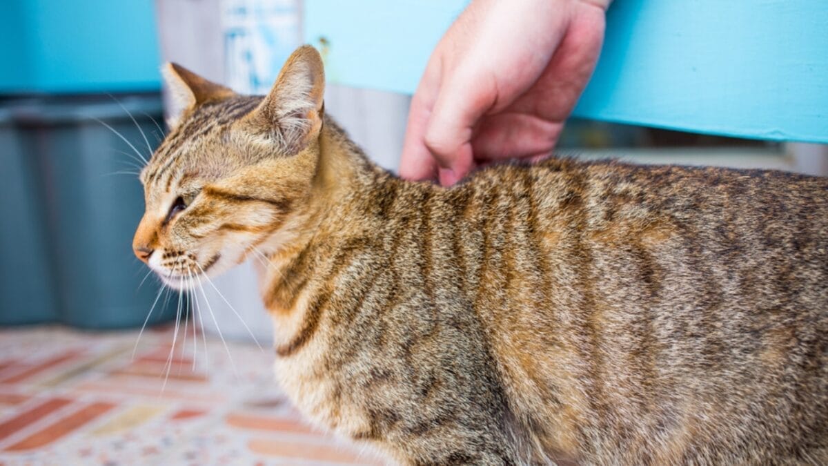 The Magic of Slow Blinking to Win a Cat's Trust - cat gentle rub backstroke ss590925932