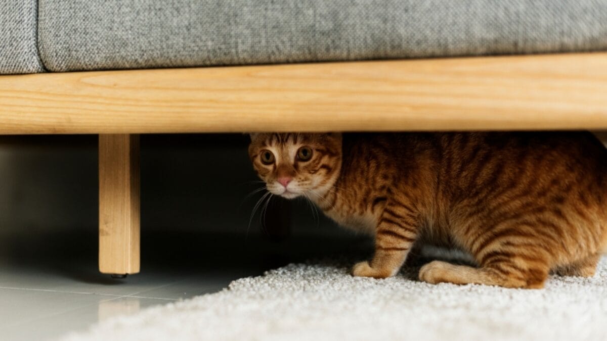 Feline Intuition: Can Cats Really Sense Danger before It Strikes? 6 Feline Intuition: Can Cats Really Sense Danger before It Strikes? - cat hiding ss768683704