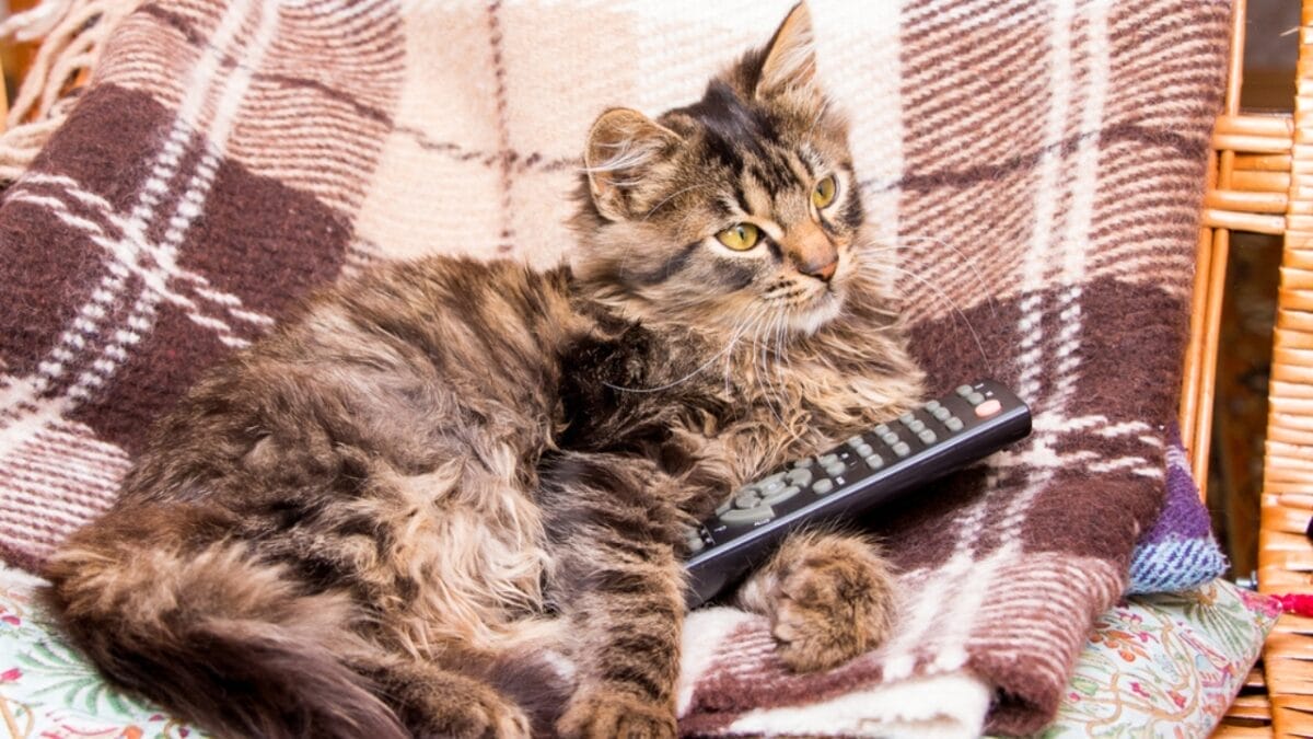 Do Cats Really See What's on TV Just Like We Do? 4 Do Cats Really See What's on TV Just Like We Do? - cat holding remote dp225718294