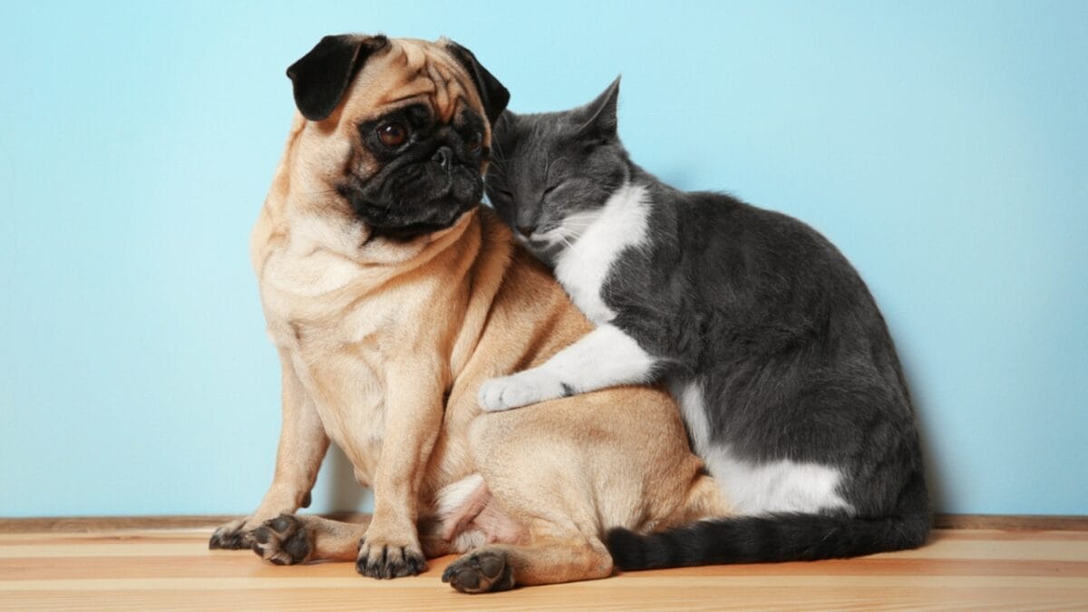 10 Reasons Why a Pug Might Be the Perfect Companion for You - cat hugging pug dog ss538300048
