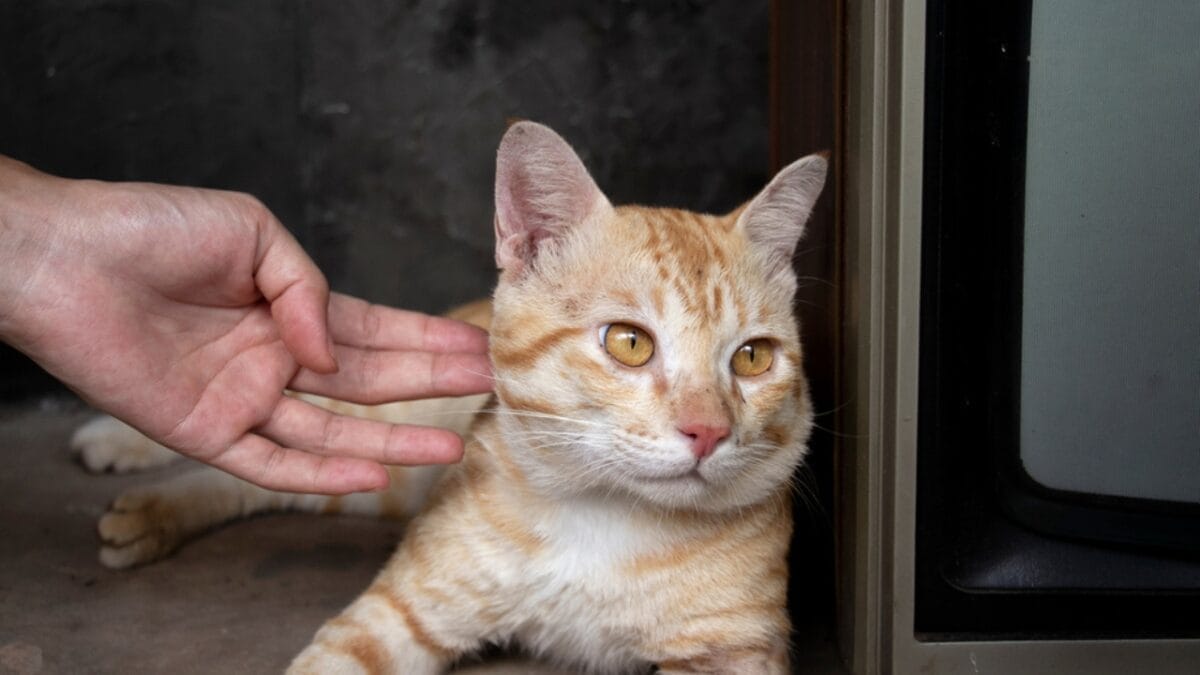 10 Signs Your Cat Might Be Holding a Grudge Against You 2 10 Signs Your Cat Might Be Holding a Grudge Against You - cat ignoring ss1992417752